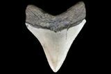 Bargain, Megalodon Tooth - North Carolina #76307-1
